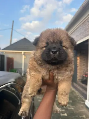 1-3 months Female Purebred Chow Chow