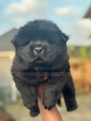 1-3 months Female Purebred Chow Chow