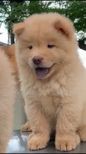 1-3 months Male Purebred Chow Chow