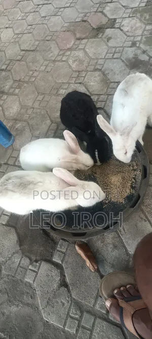 Rabbits for Sale