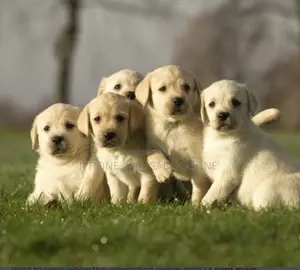 1-3 months Male Purebred Labrador Retriever