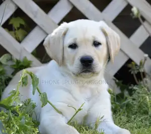 1-3 months Male Purebred Labrador Retriever