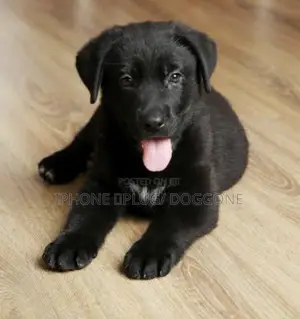 1-3 months Female Purebred Labrador Retriever