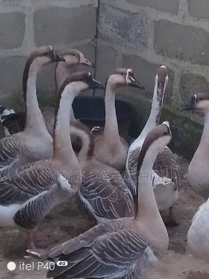 Chinese Geese Pair