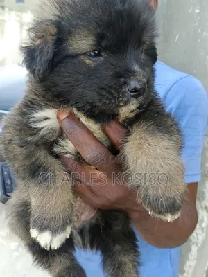 0-1 month Male Purebred Caucasian Shepherd