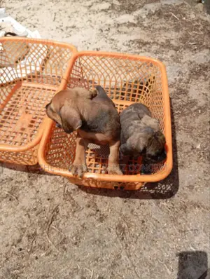 1-3 months Male Purebred Boerboel