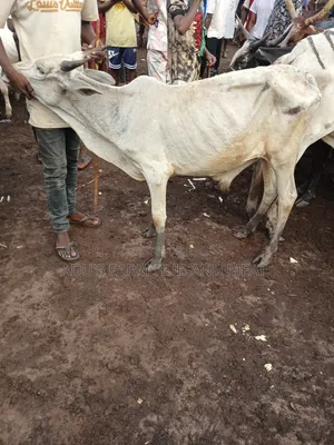 Healthy Medium Sized Cows