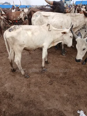 Healthy Medium Sized Owanbe Cows