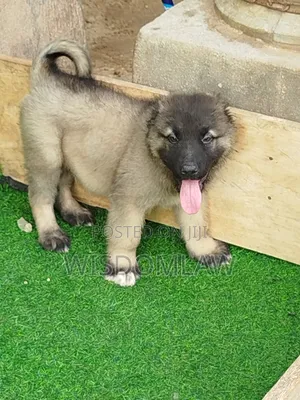 1-3 months Male Purebred Caucasian Shepherd