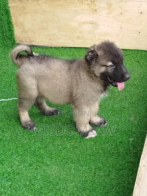 1-3 months Male Purebred Caucasian Shepherd