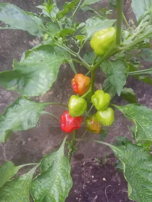 Hot Pepper-Atarodo
