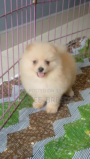 1-3 months Male Purebred Pomeranian