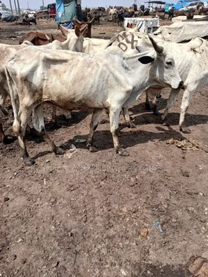 Healthy Medium Sized Cows in Lagos