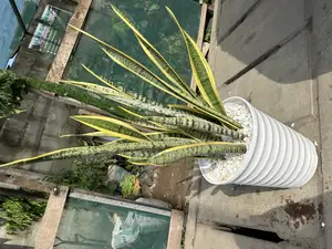 Snake Plants (Indoor Plants) Very Effective