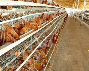 Galvanized Deluxe Battery Cage for Layers