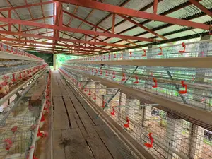 120birds Imported Poultry Cage Main Dealer With Best Deal