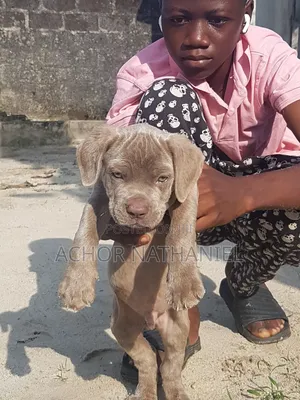 1-3 months Male Purebred Cane Corso