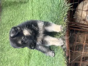 1-3 months Female Purebred German Shepherd
