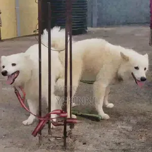 1+ year Male Purebred American Eskimo