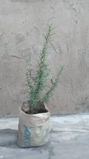 Rosemary Herbs