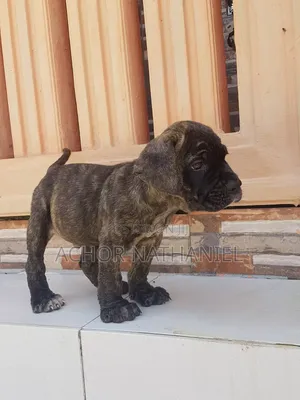 1-3 months Male Purebred Boerboel