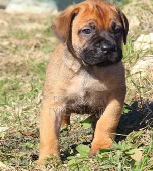1-3 months Female Purebred Boerboel