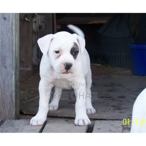1-3 months Male Purebred American Pit Bull Terrier