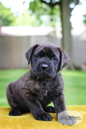 1-3 months Female Purebred Boerboel