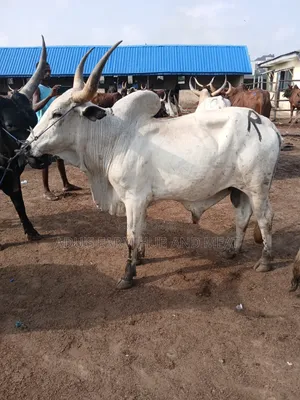 Giant and Healthy Cows
