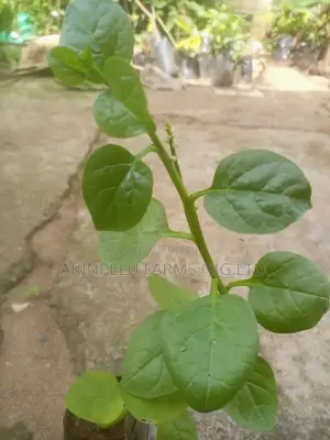 Spinach-Amunututu SEEDS/SEEDLINGS