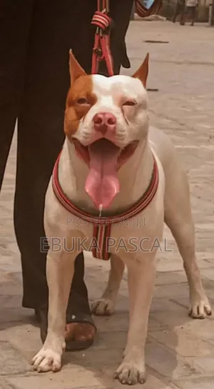 1+ year Male Purebred American Pit Bull Terrier