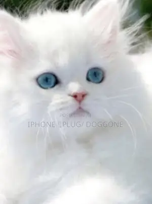 1-3 months Male Purebred Persian