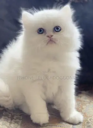 1-3 months Female Purebred Persian