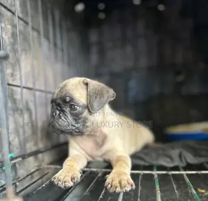 1-3 months Female Purebred Pug