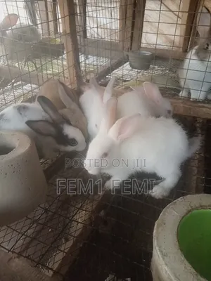 Rabbit Weaners