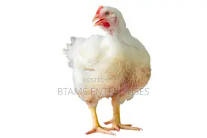 Broilers Chicken
