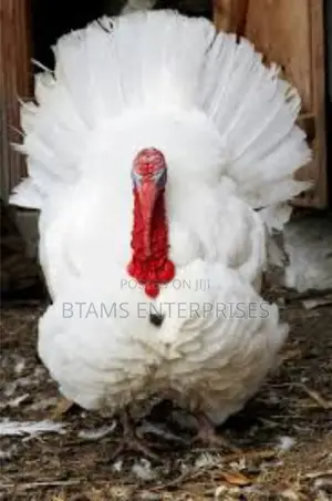 White Adult Turkey