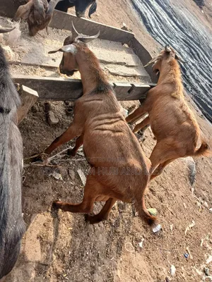 Big Hausa Goats