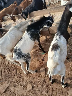 Healthy Hausa Goats
