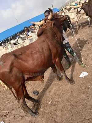 Healthy Giant Cows