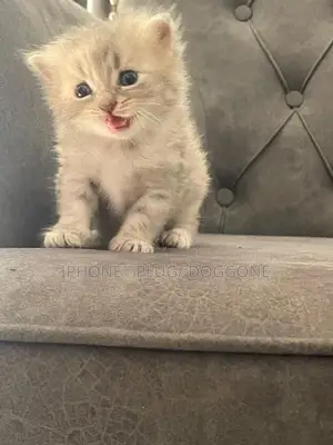 0-1 month Female Purebred Persian