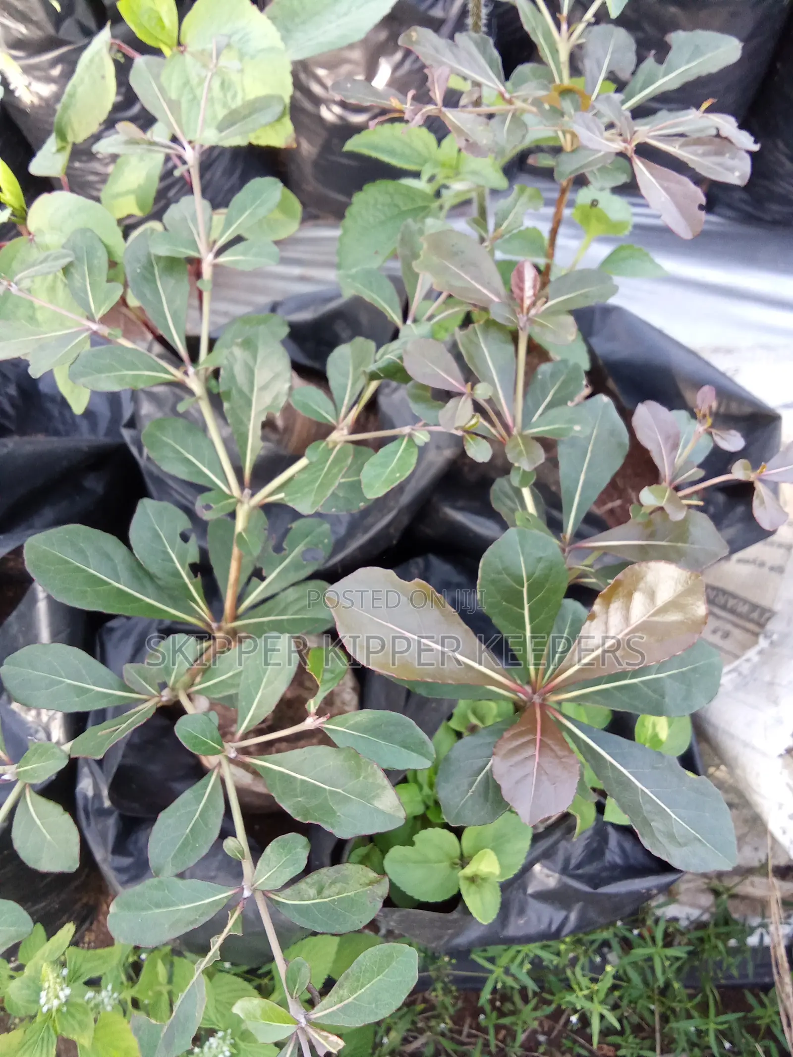 Step Tree Seedlings/ Satellite Tree
