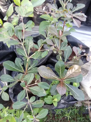 Step Tree Seedlings/ Satellite Tree