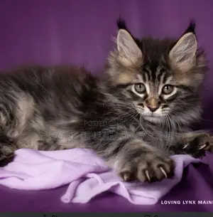 1-3 months Female Purebred Maine Coon