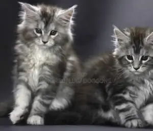 3-6 months Male Purebred Maine Coon