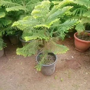 Elevate Your Landscape With Our Stunning Aurecaria Plants!