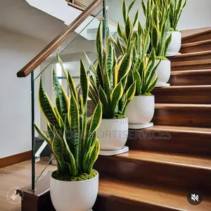 Flowering Potted Plant to Boost Home Appeal for Homes, Hotel
