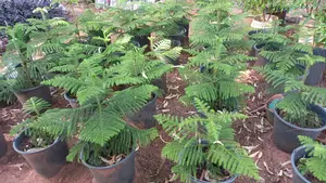 Araucaria Trees