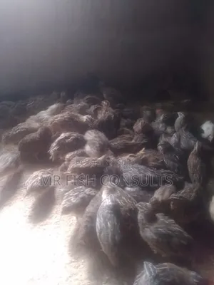 Quail Birds