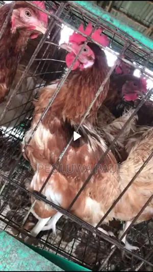 Old Layers, Point of Lay, Broilers,Cockerel,Noilers,Turkey